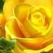 3d-yellow-rose-1280-720-3611