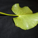 799px-Nymphoides aquatica Leaf 1