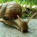 snail