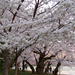 cherry blossom 6