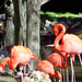 Florida flamingos