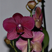 orchidea 17