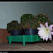 Kaktusz 2013 55