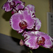 orchidea 26