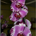 orchidea 27