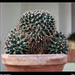 Kaktusz 2013 60