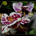 orchidea 31
