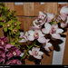 orchidea 33