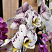 orchidea 37