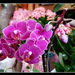 orchidea 46