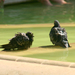 Fürdő galambok