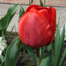 Bóbitás tulipán :)