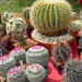 Kaktusz csoportosulás
