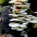 08 Őszi gombák Gyúrús fülőkék a kidőlt fán