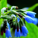 10 Kék virágok