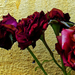 12 Száradó rózsák Salgóbányán
