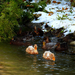 10 A kacsák bírják a hideg vizet