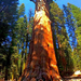 03 Sequoia Nemzeti Park I.