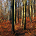 10 Novemberi erdő
