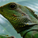 06 Zold iguana