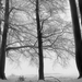 04 Ködös zúzmarás erdő