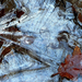 06 Jégbe fagyott csertölgy levelek