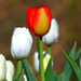 01 Városom tulipánjai