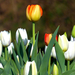 03 Városom tulipánjai