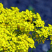04 Apró sárga virágok