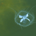 03 Édesvízi medúza