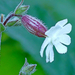 10 Fehér mécsvirág
