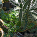 01 Füvészkerti kaktuszok I.