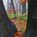 02 Novemberi erdő II.