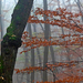 08 Ködös erdő
