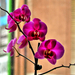 orchidea az ablak előtt