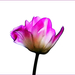 tulipán fraktálva
