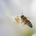méh az angyaltrombitában 3