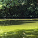 zöld tó