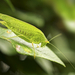 zöld lombszöcske