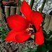 tulipán, a napimádó