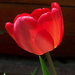 tulipán, fényben