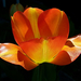 tulipán, egy macrofej