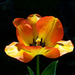 tulipán, fényes makro