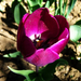 tulipán, szóló - lila