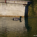 Besztercei képek, egy kacsa úszik az arany tóban