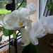 orchidea, a hófehér