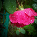 rózsa, az esőben sok a víz