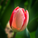 tulipán, a nyíladozó