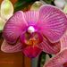 orchidea, orchideák