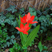 tulipán, egy tő piros